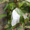 Grey Swallowtail Moth