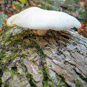 Oyster Mushroom