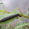 Hawkmoth Caterpillar