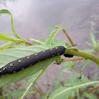 Hawkmoth Caterpillar