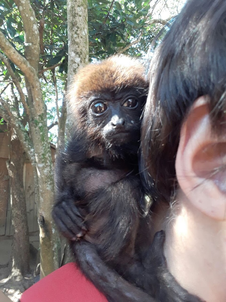 Southern brown howler (Bugio-ruivo)