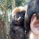 Southern brown howler (Bugio-ruivo)