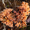 Coral Fungi