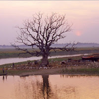 Ramificazioni al tramonto di 