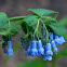 Alpine Martensia