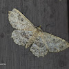 Geometer moth