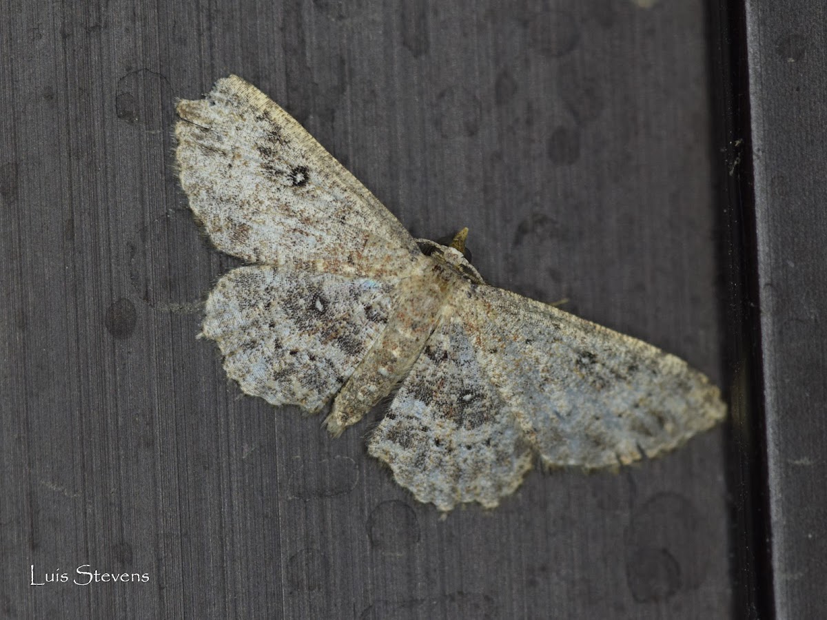 Geometer moth