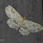 Geometer moth