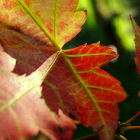 Autumn in London di 