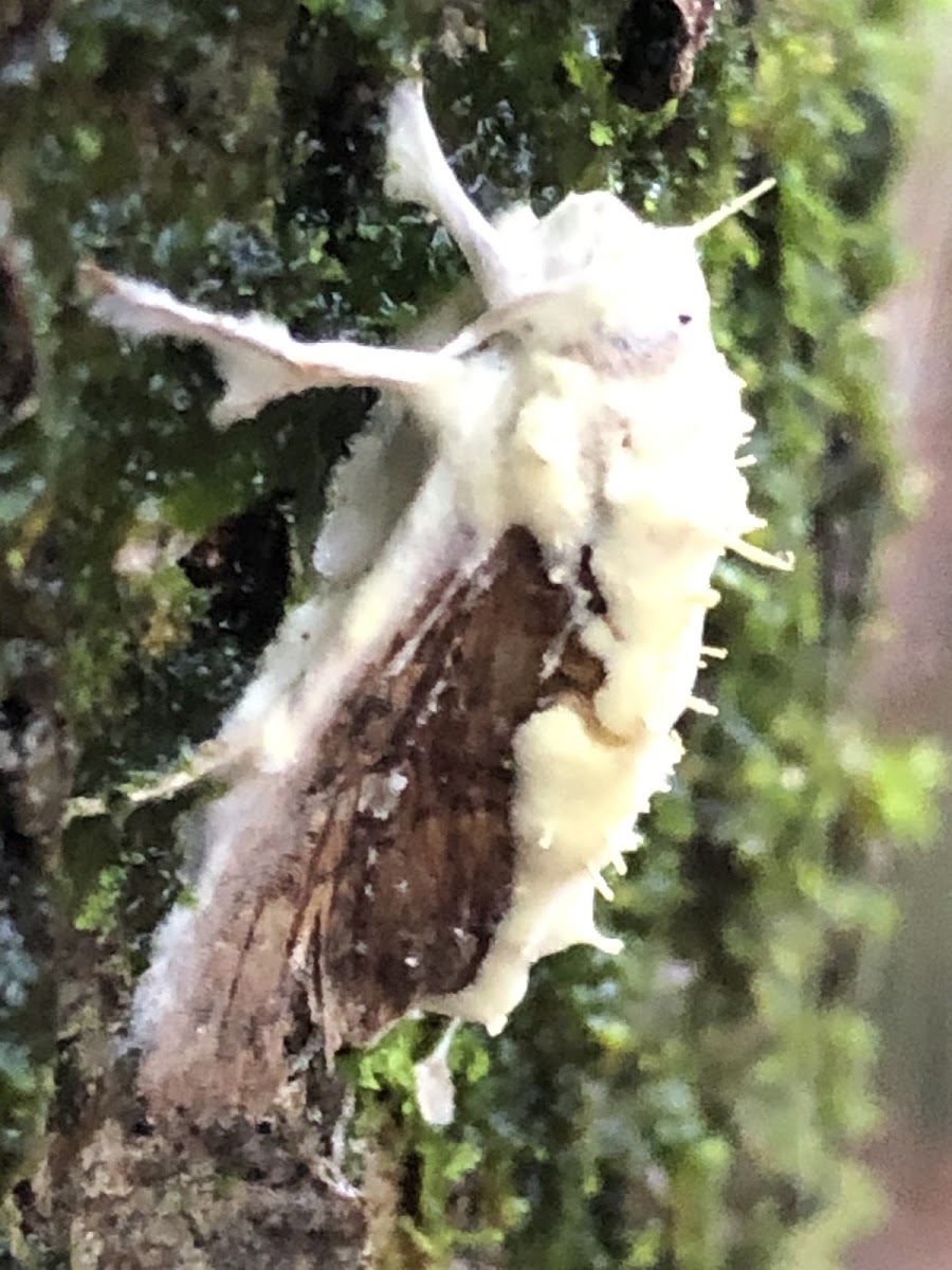 Parasitic Fungi on a Moth