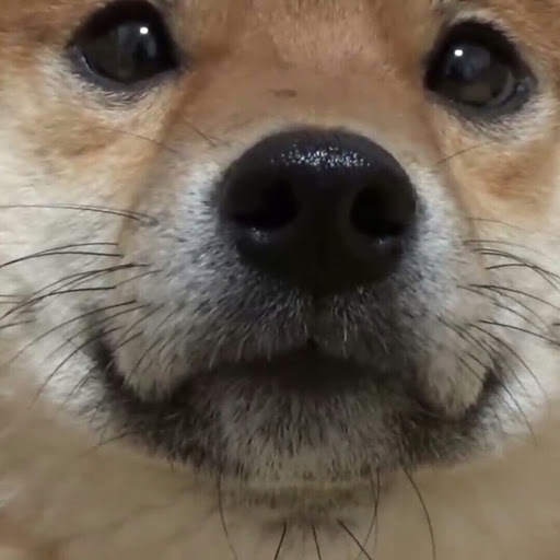 柴犬になりたかった納豆