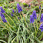 Grape Hyacinth (Bluebells)