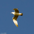 Herring Gull