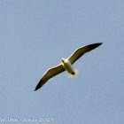 Lesser Black-backed Gull