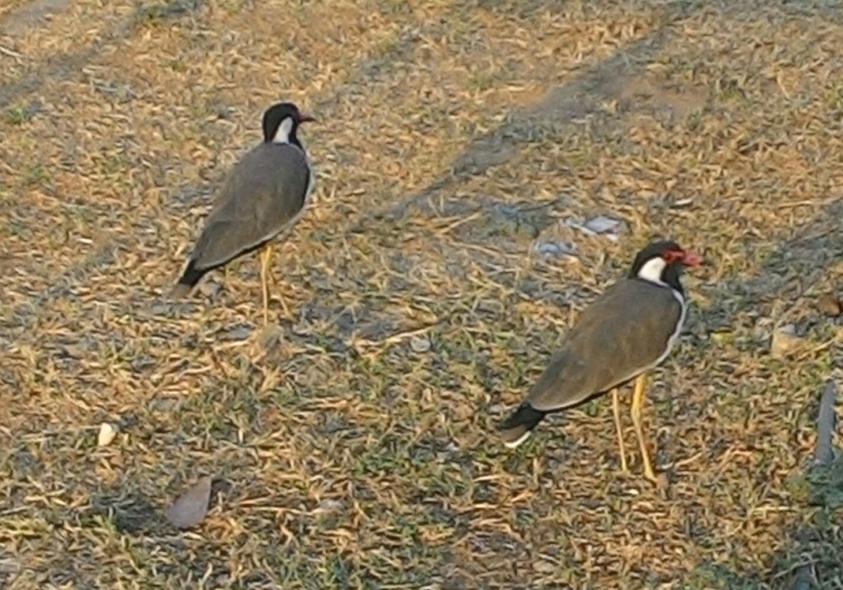 Red-wattled Lapwing