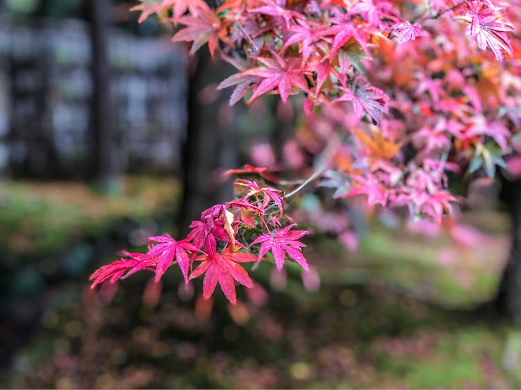 カローラクロスのやっぱ京都へ行こう！part3・紅葉ドライブ・出町ふたば・ヤマトで帰還す(￣^￣)ゞ・巨星逝く。。に関するカスタム事例の投稿画像30枚目