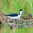 Black-necked stilt