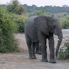 African bush elephant