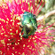 Rose Chafer