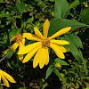 Woodland Sunflower