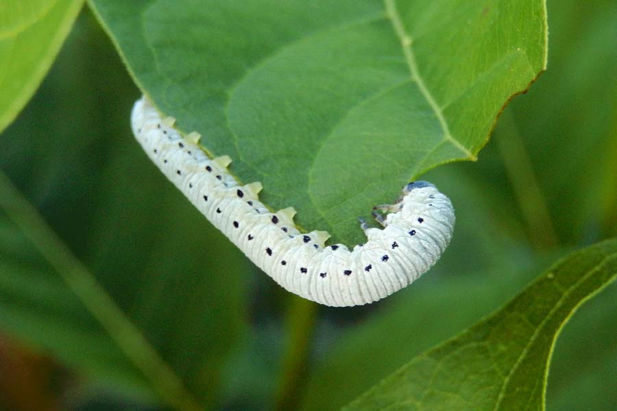 Sawfly (Larva)