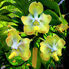 Yellow Vanda