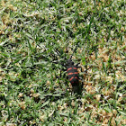 Rooibos Longhorned beetle