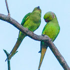 Rose-ringed parakeet, ring-necked parakeet