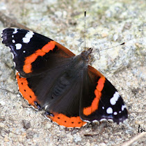 Red Admiral Migration