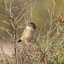 Fuinha-dos-Juncos