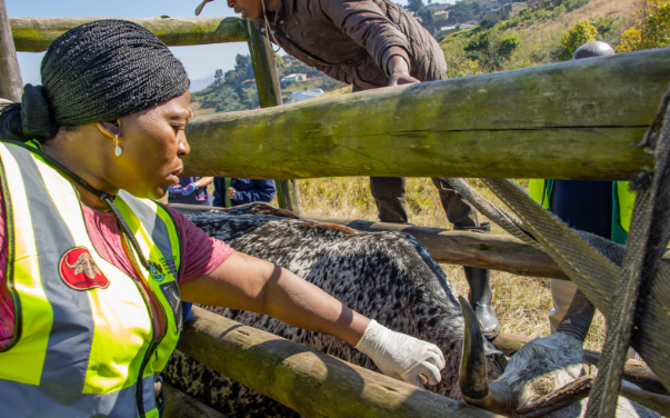 KwaZulu-Natal MEC for agriculture and rural development Bongi Sithole-Moloi says more than R85m has been spent on the outbreak of foot-and-mouth disease.