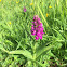 Northern Marsh Orchid