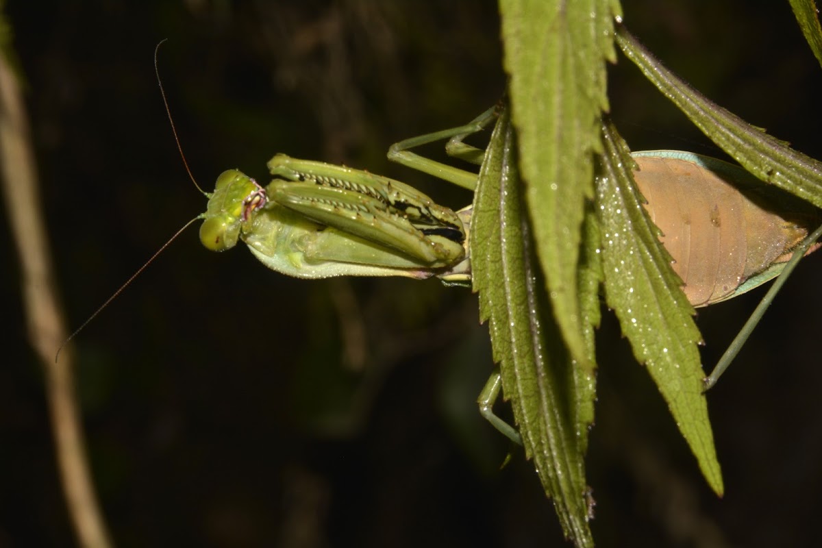 Praying Mantis