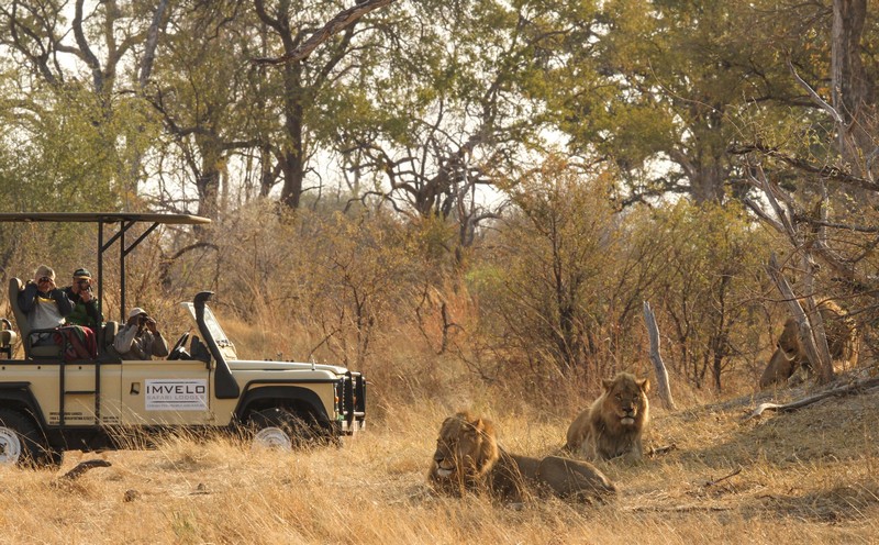 Bomani game drive