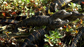 Wetland Babies thumbnail