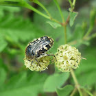 Euphoria beetle