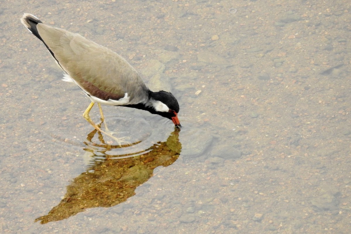 The red-wattled lapwing