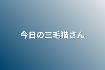 今日の三毛猫さん