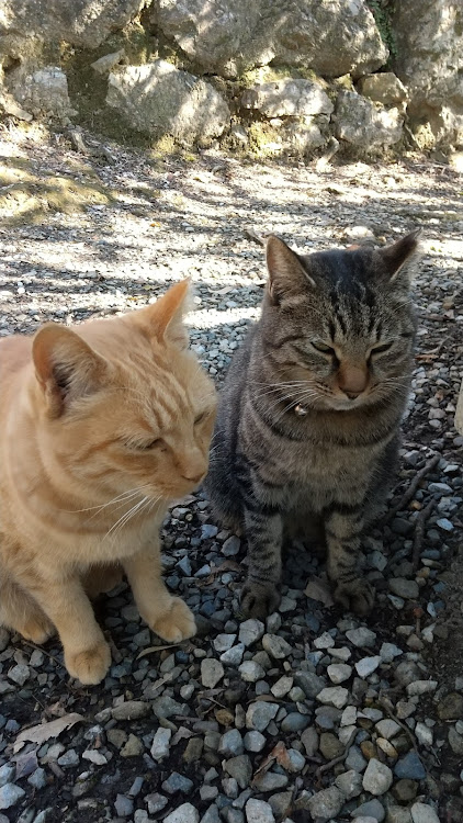 ロドリゲスさんが投稿したスーパー猫の日・お猫様特集🐱🐾・猫好きな人とも繋がりたいに関するカスタム事例の投稿画像9枚目