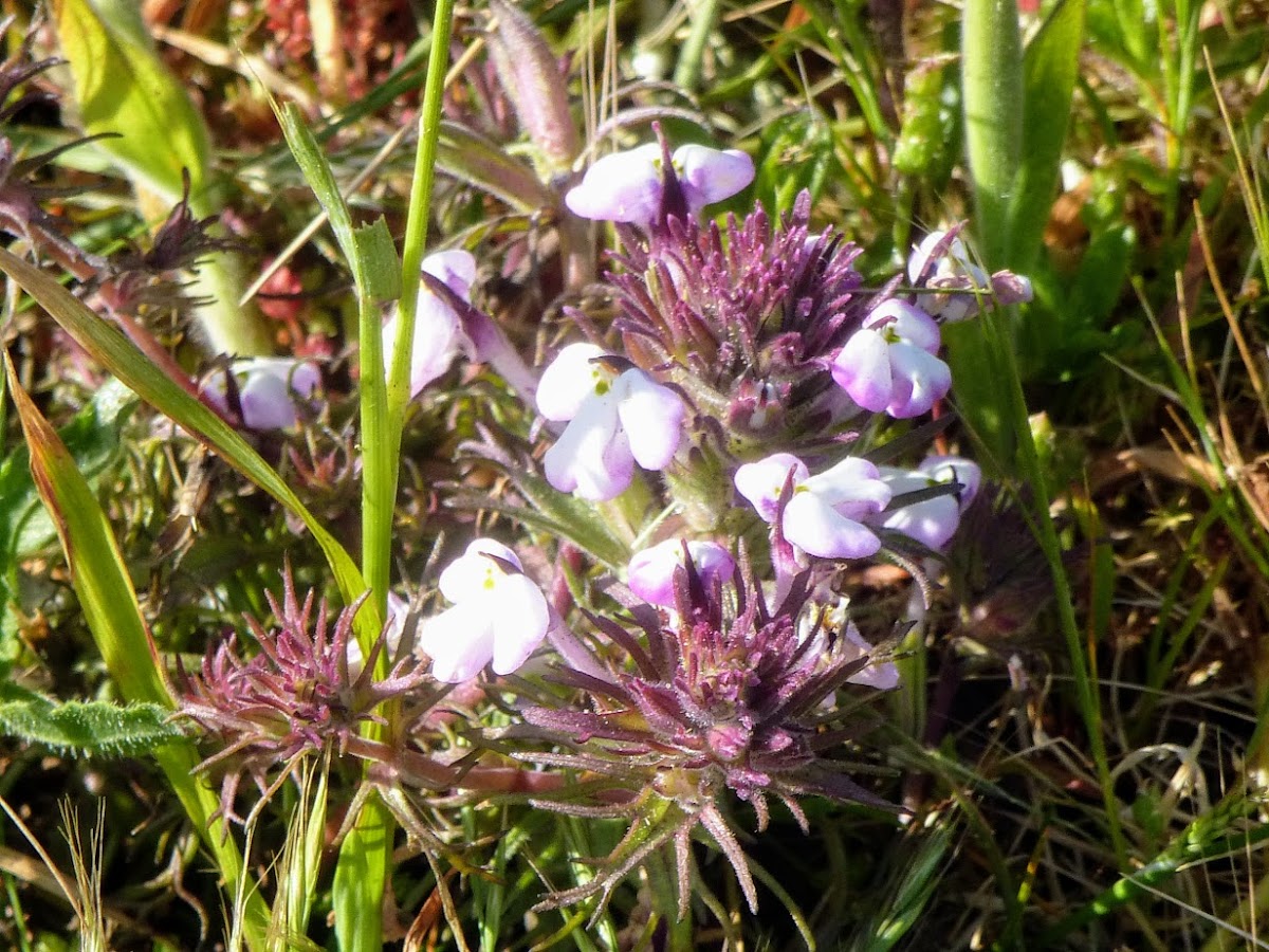 Victoria's owl clover