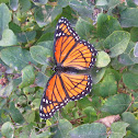 Viceroy Butterfly