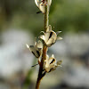 Linaria micrantha seedpods