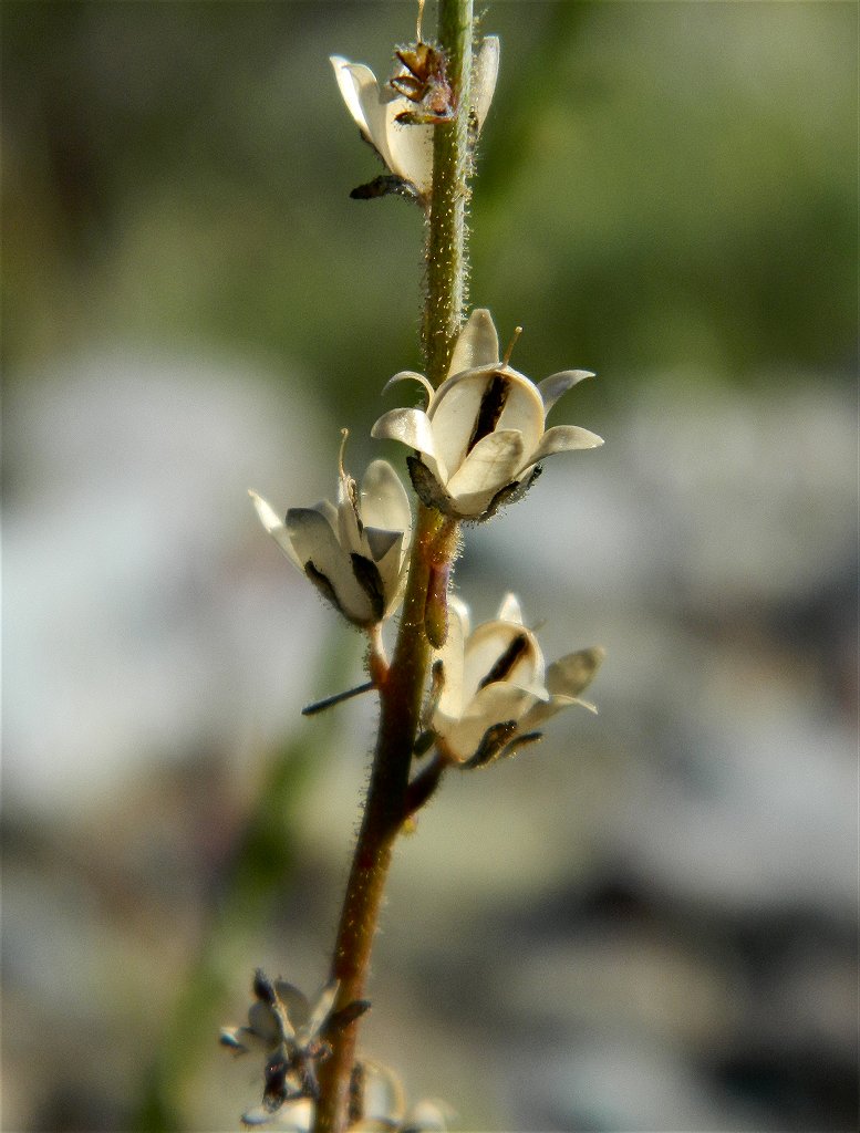 Linaria micrantha seedpods