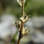 Linaria micrantha seedpods