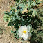 Pricklypoppy