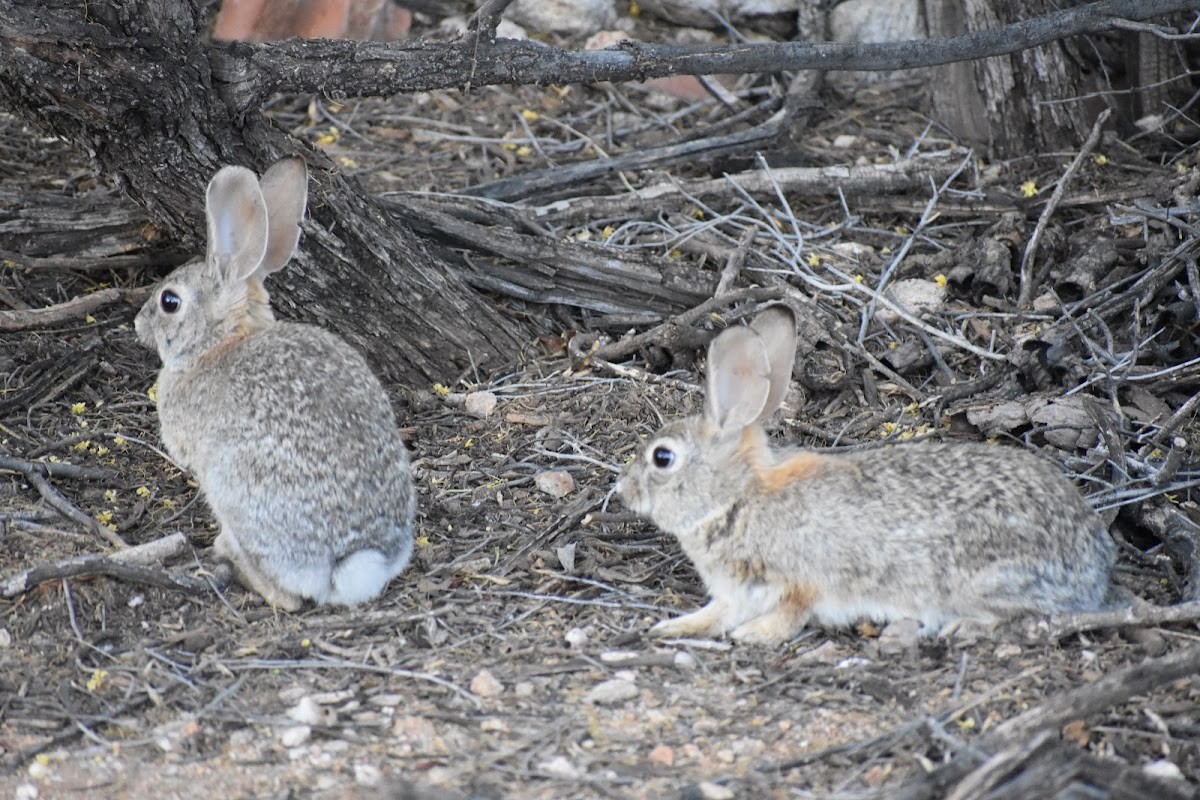 Desert Cottontail