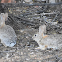 Desert Cottontail