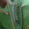 Fall Webworm Moth