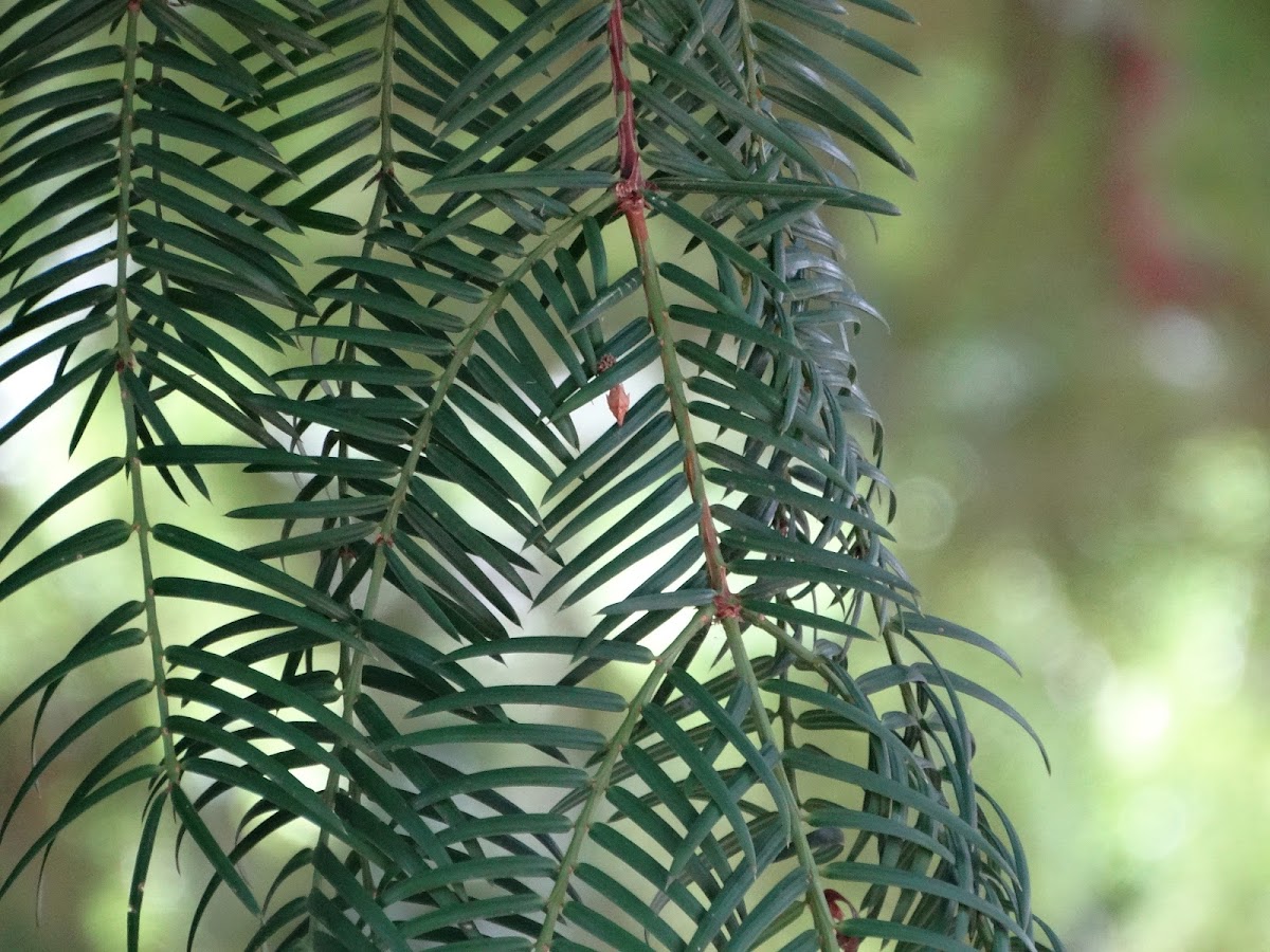 California Torreya