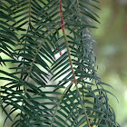 California Torreya